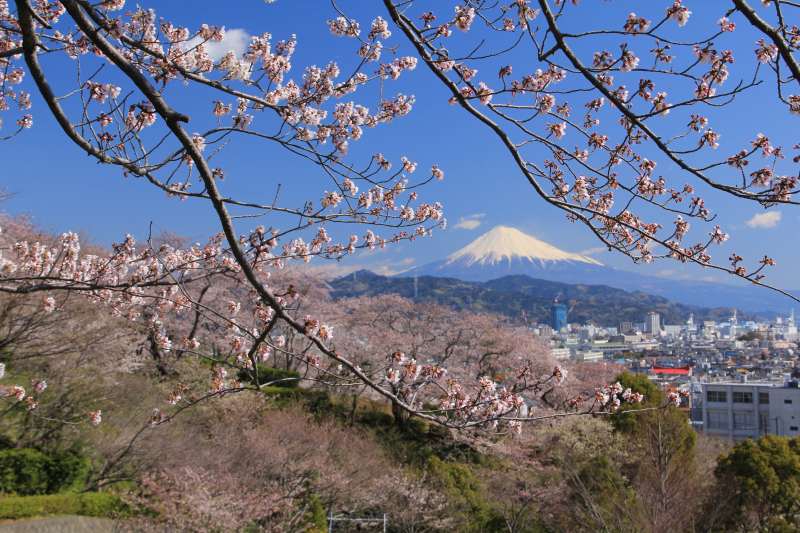 清水船越堤の桜 富士山大好き 写真は最高