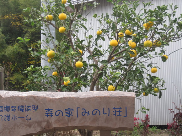 雨後のタケノコ う五 の たけのこ 心の時空