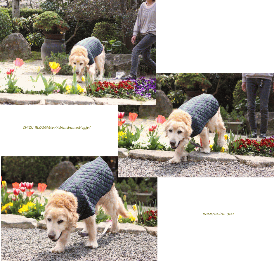 c0017311_14593325.gif