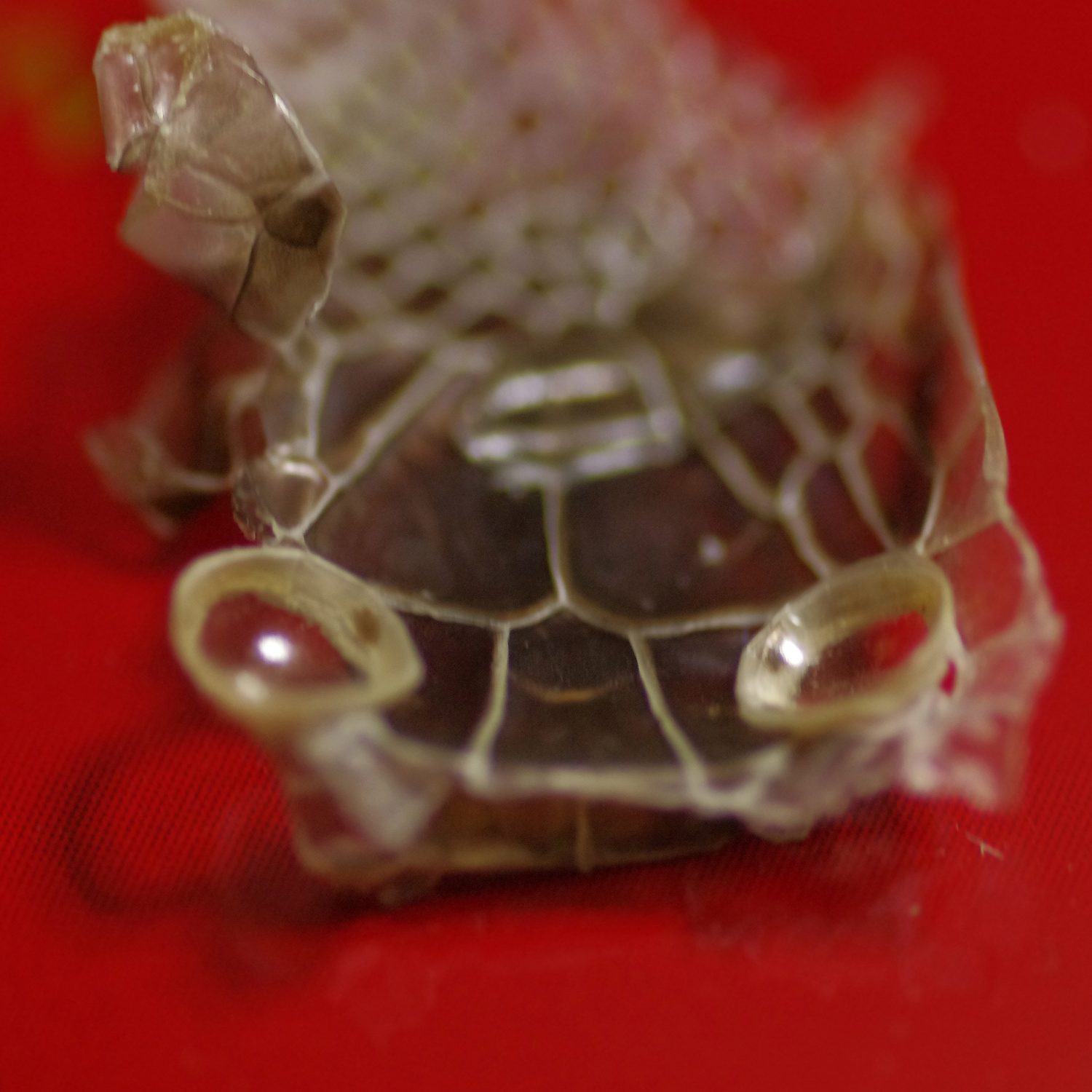 e0142611_0472924.jpg