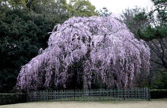 京都御苑　出水の糸しだれ_e0048413_12171376.jpg