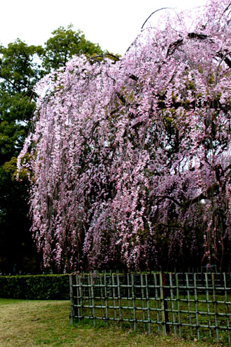 京都御苑　出水の糸しだれ_e0048413_12173721.jpg