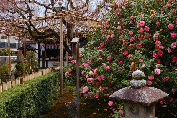 椿　-　地蔵院（椿寺）_a0114714_21313185.jpg