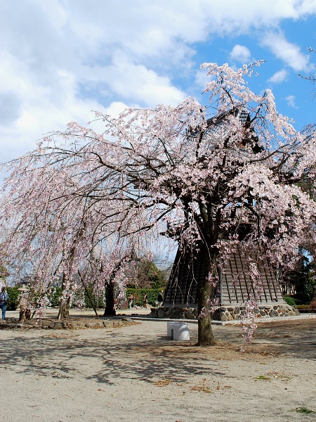 慈眼寺のしだれ桜2012_c0177814_16373690.jpg