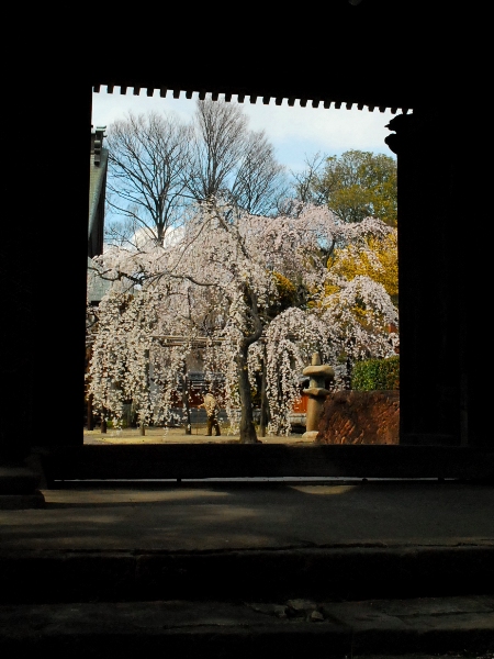 慈眼寺のしだれ桜2012_c0177814_16443735.jpg