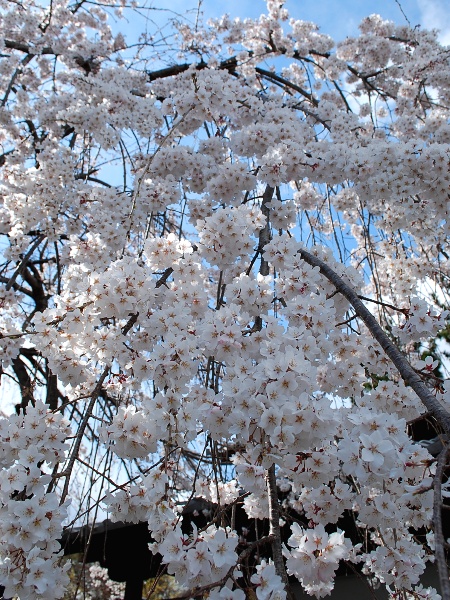 c0177814_16493513.jpg