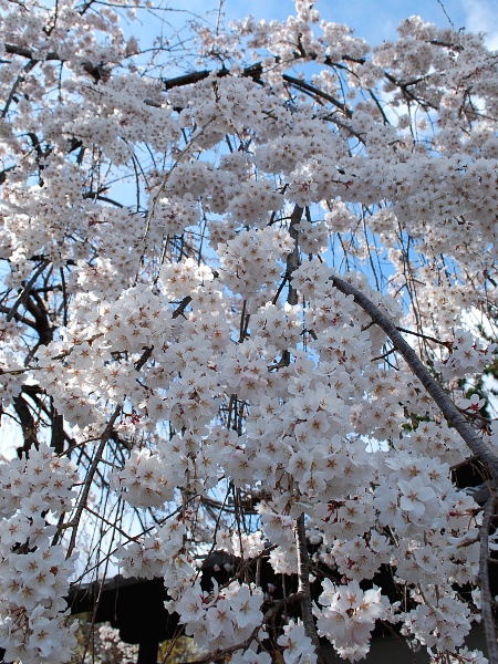 慈眼寺のしだれ桜2012_c0177814_16493513.jpg