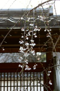 2012 しだれ桜プロジェクト　【4月6日】_c0170415_630655.jpg