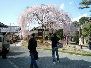 2012 しだれ桜プロジェクト　【4月6日】_c0170415_6382489.jpg