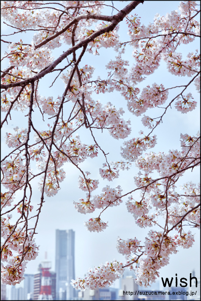 native of Yokohama 「サクラサク」_f0100215_234878.jpg