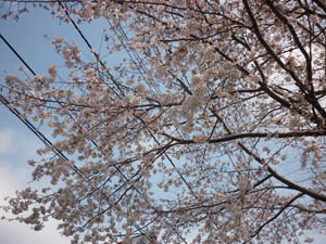 桜咲きました。_f0140817_19523699.jpg