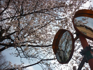 桜咲きました。_f0140817_1953330.jpg
