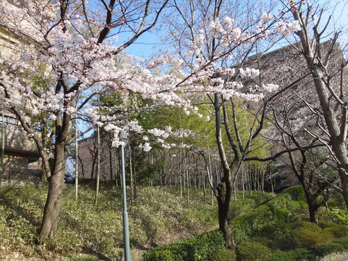 桜_a0232619_19221443.jpg