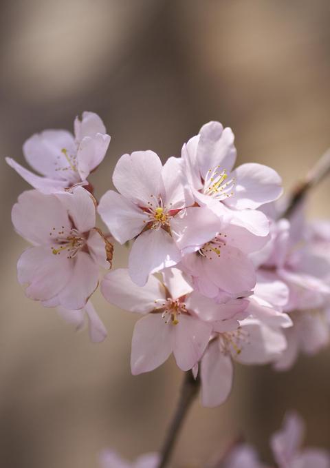 桜　満開です_a0257124_12311100.jpg