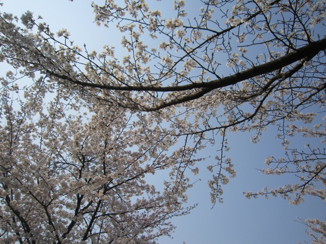 2012年4月5日(木) 大安吉日_f0191324_8233421.jpg