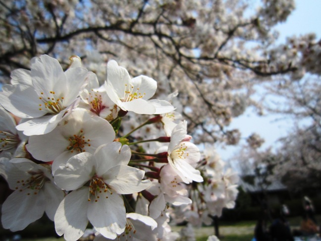 2012年4月5日(木) 大安吉日_f0191324_823434.jpg
