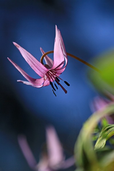 かたくり_c0104227_01448.jpg