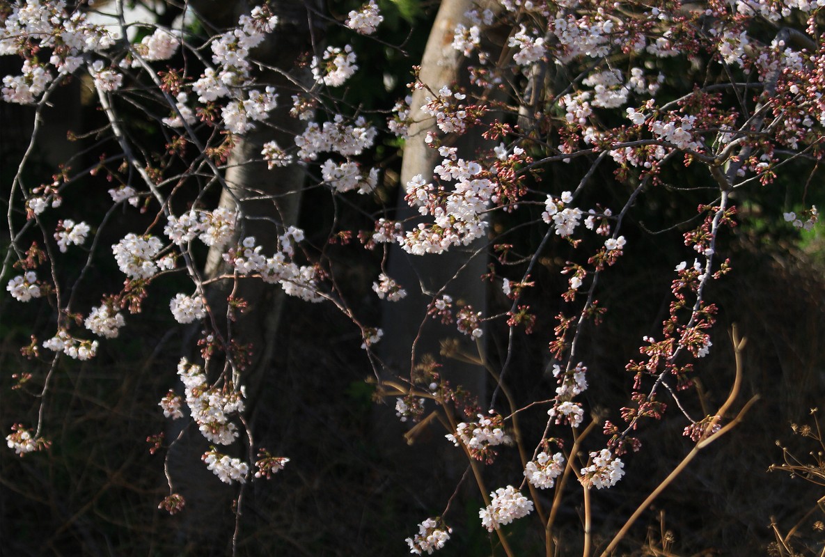 c0104227_1728765.jpg