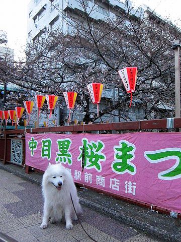 夜明けのお花見_c0062832_745452.jpg