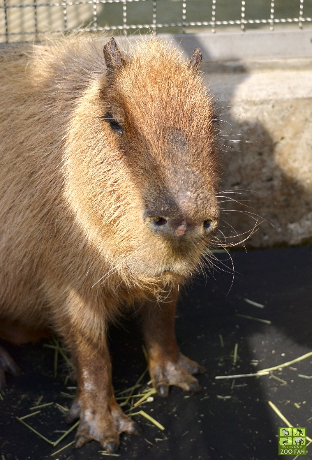 4月2日の動物たち～今日はビックリが一杯_a0230833_19174257.jpg