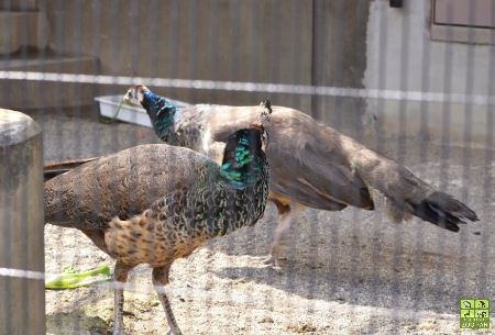 4月2日の動物たち～今日はビックリが一杯_a0230833_1919515.jpg