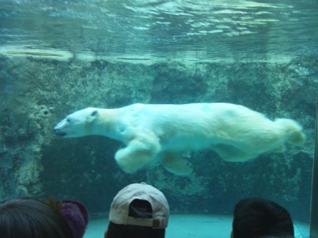 旭山動物園_e0188236_10544576.jpg