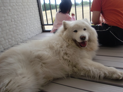 北の国から~サモエド犬・シロちゃん日記 北の国から~サモエド犬・シロちゃん日記