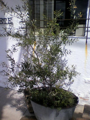 a0259937_13534261.jpg