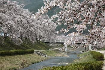 咲くや鮎河さくらまつり2012_e0200437_1034167.jpg