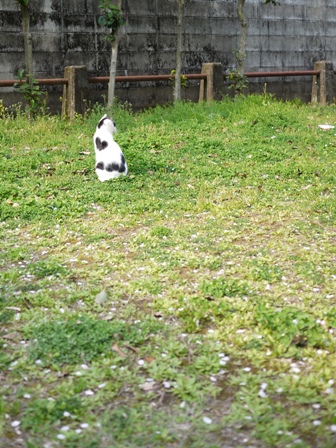 そと猫のお友だち ハートくんギガミケちゃん編。_a0143140_231927.jpg