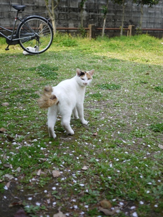 そと猫のお友だち ハートくんギガミケちゃん編。_a0143140_23201344.jpg