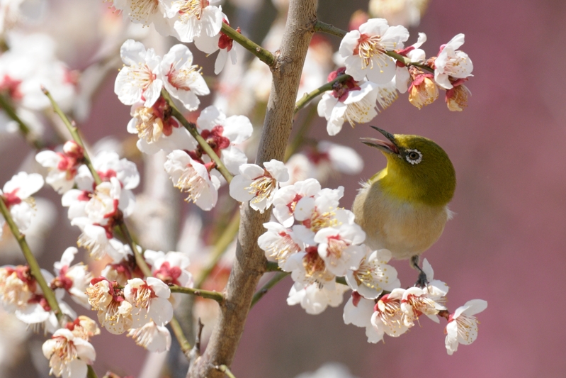 次は桜だ_b0036743_21531073.jpg