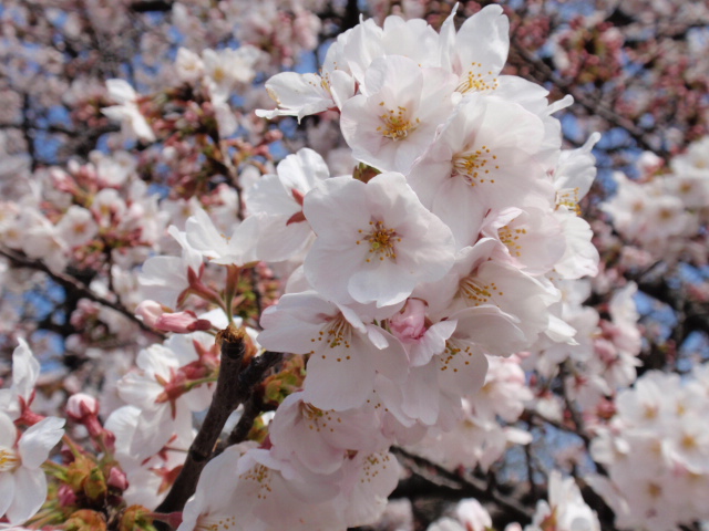 桜だけが春じゃない_d0078350_20354166.jpg