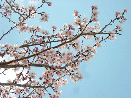 4月6日　啓翁桜の木み〜っけ!_a0001354_22522790.gif