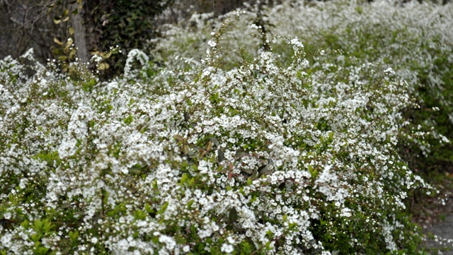 c0219357_957428.jpg
