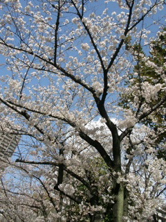 桜_f0193659_14104472.jpg