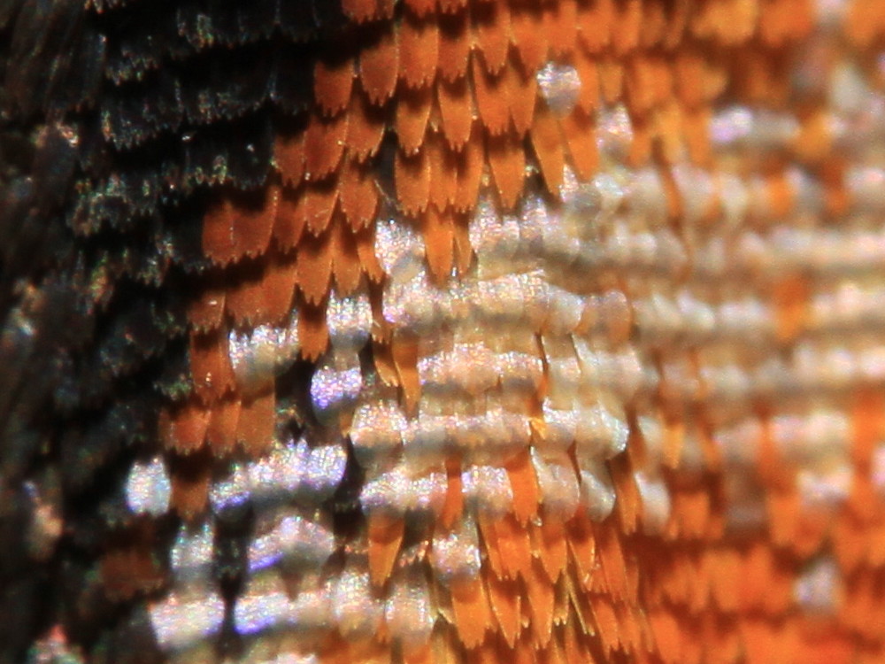 a0146869_66441.jpg