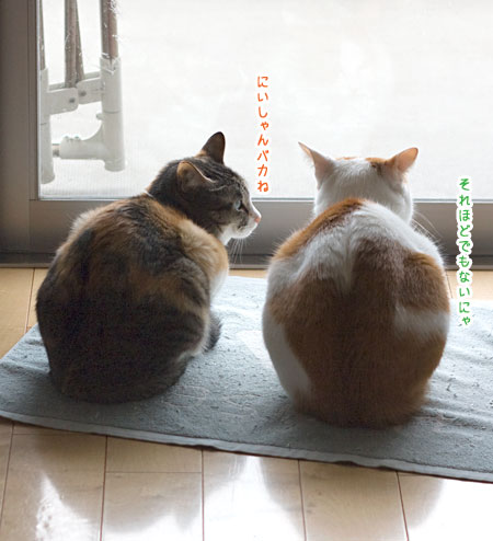 らいぞうの日常 梅蔵猫日記 らいぞうの日常 梅蔵猫日記