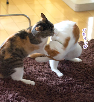 らいぞうの日常 梅蔵猫日記 らいぞうの日常 梅蔵猫日記