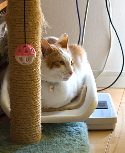 らいぞうの日常 梅蔵猫日記 らいぞうの日常 梅蔵猫日記