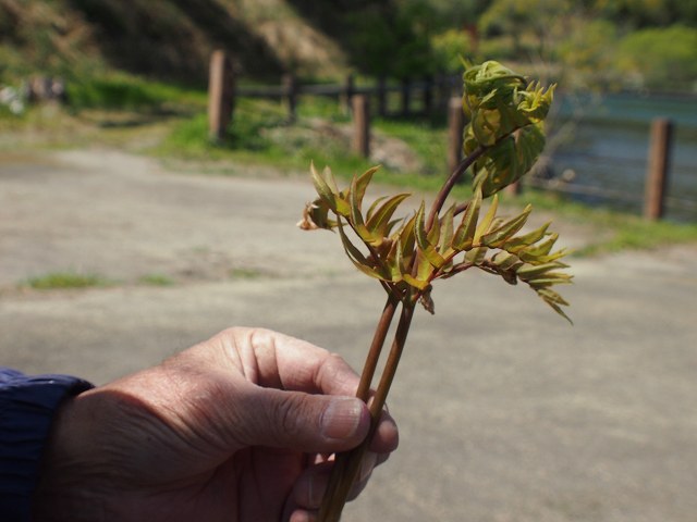 植物観察会_b0135573_18475323.jpg