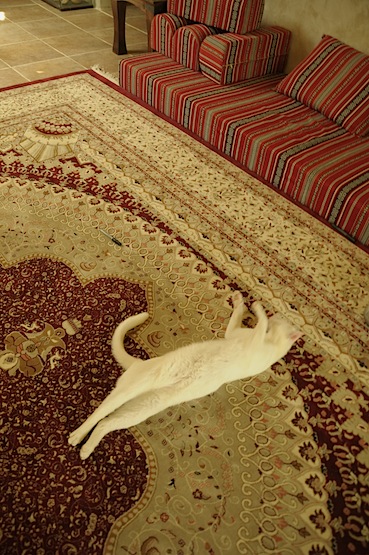 e0066474_51588.jpg