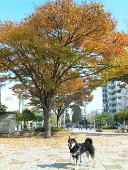 紅葉はじまる。_b0239176_20465273.jpg