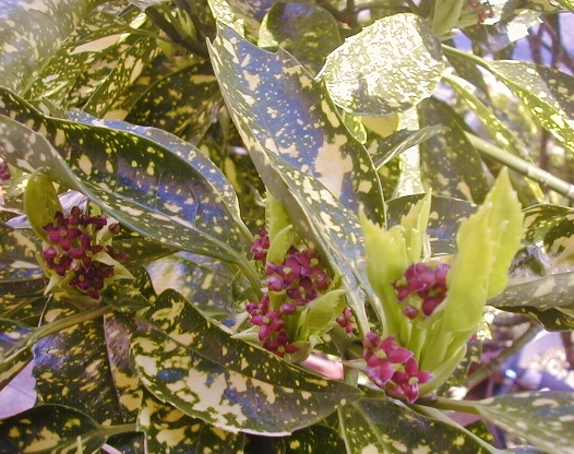 e0126576_1435110.jpg