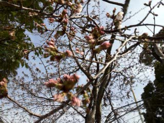 千葉のカフェ_a0191183_15411486.jpg
