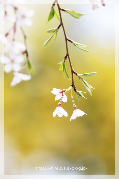 川越　中院　しだれ桜　きりとり_e0027083_2131927.jpg