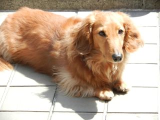 2012年4月6日 テラスデビュー_b0098584_18523013.jpg