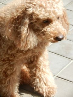 2012年4月6日 テラスデビュー_b0098584_18524387.jpg