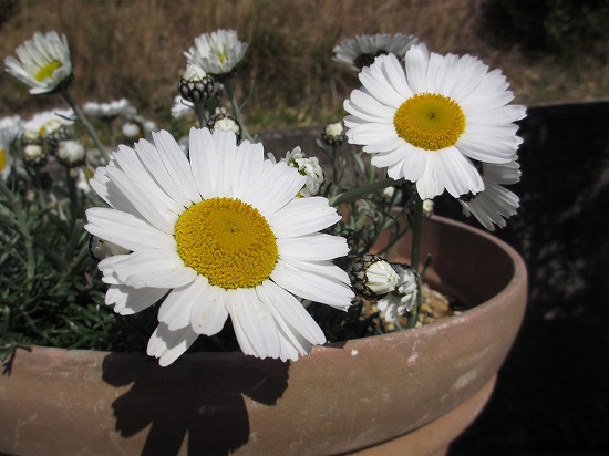 庭のお花（草花）　４・４_b0182884_0582733.jpg