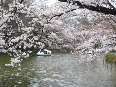 プチお花見＆見習い天使ルナ子_f0062790_2329324.jpg